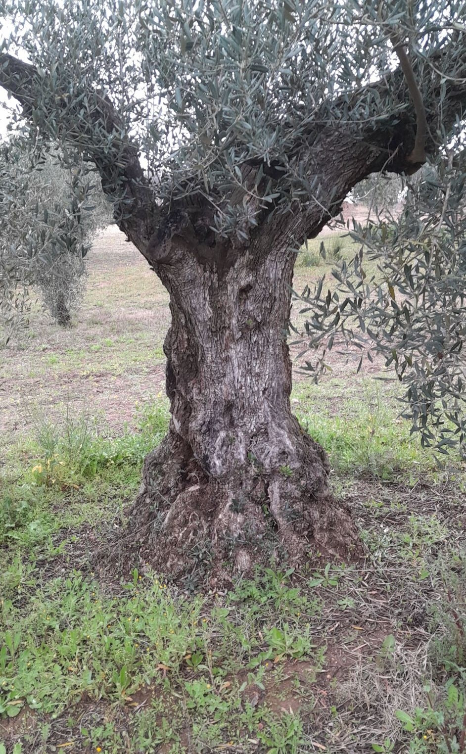 Olivenholz - Stämme Verkauf